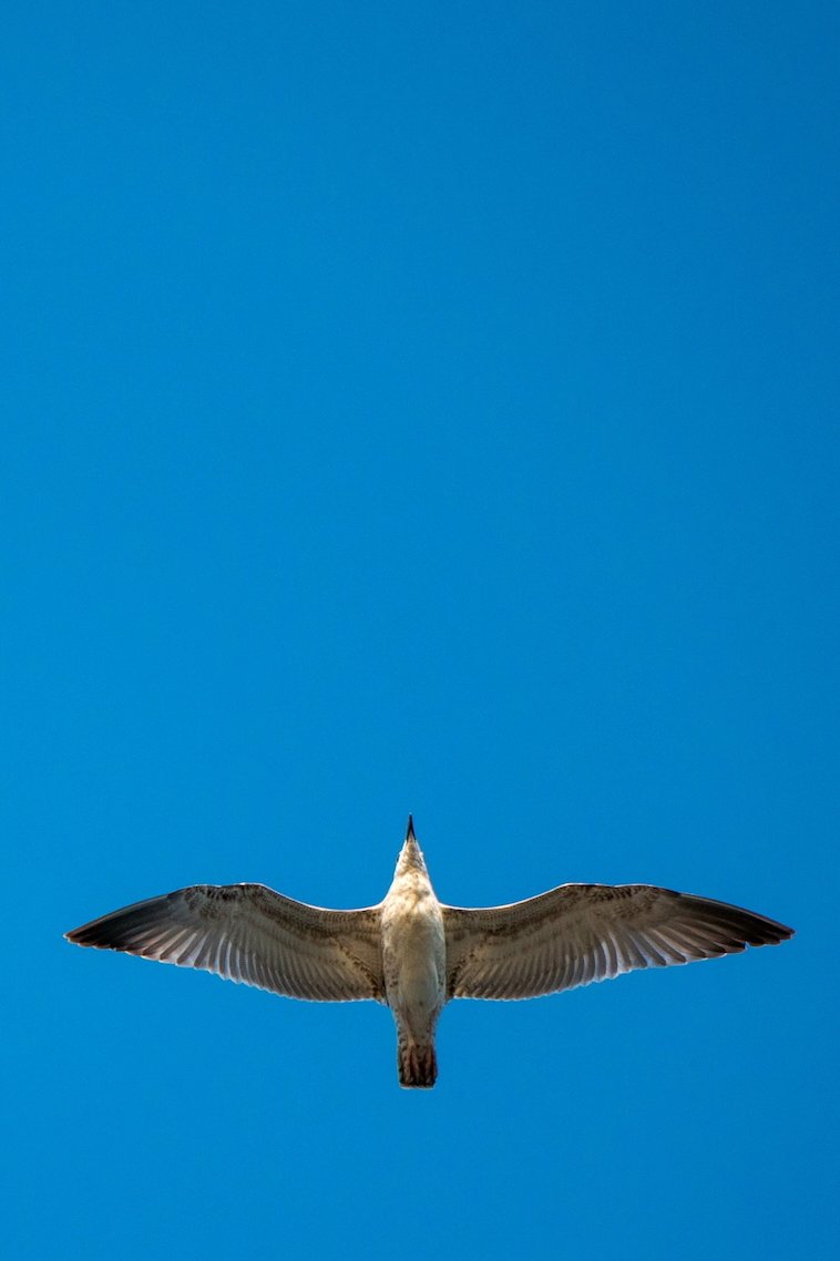 Vertical portrait of a bird on a stick