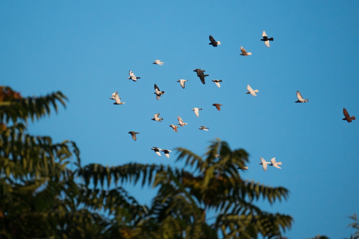 Bird silhouetted against bright sky