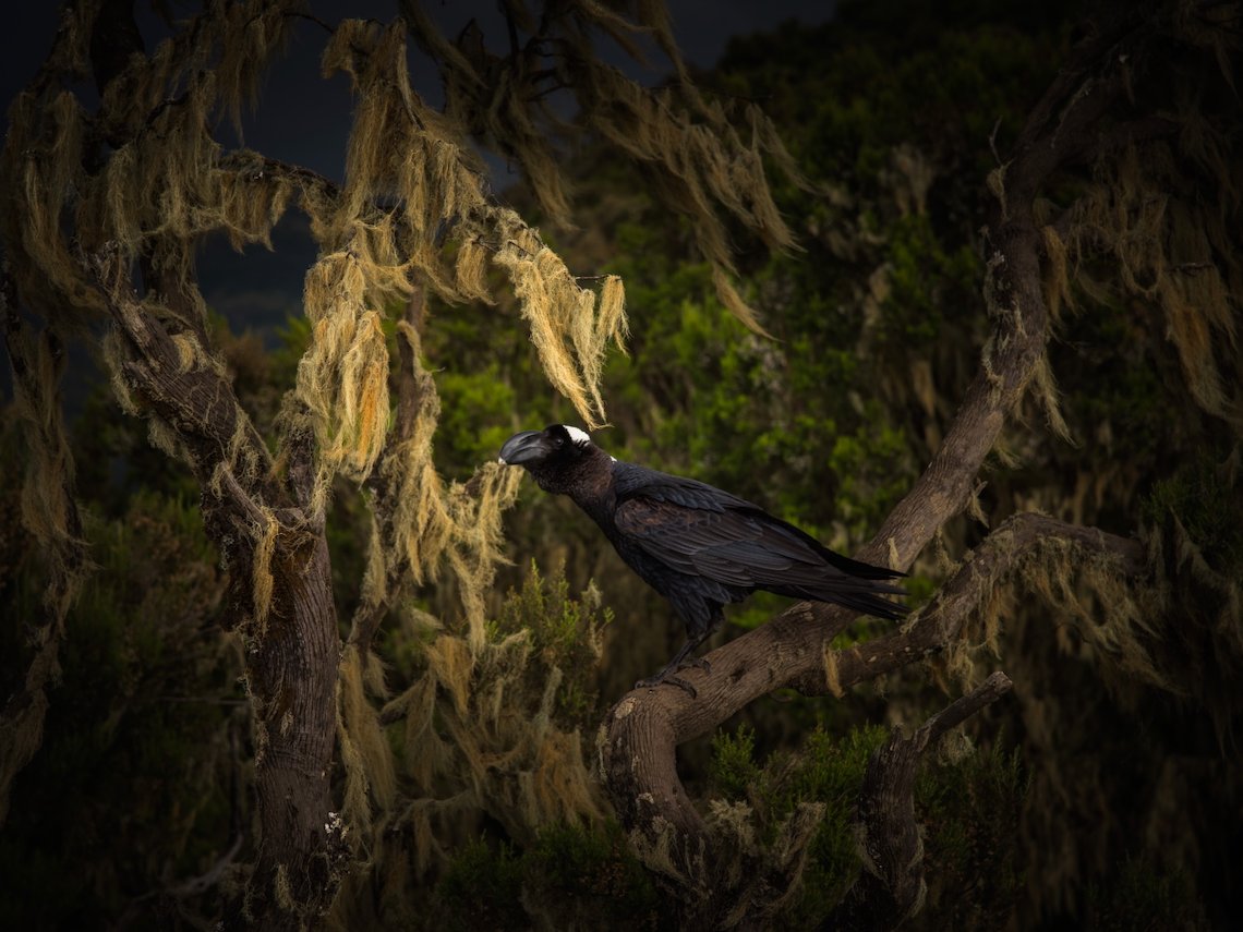 Bird perched under golden light