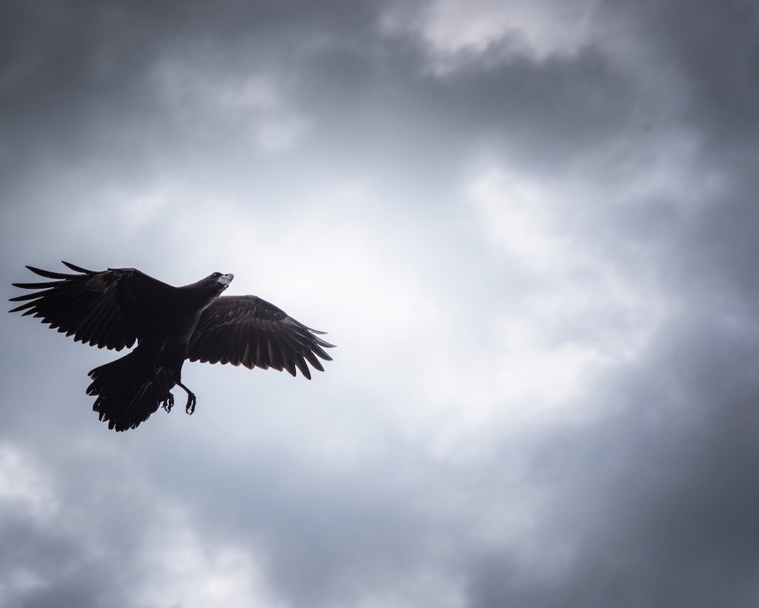 Bird on branch with space to right