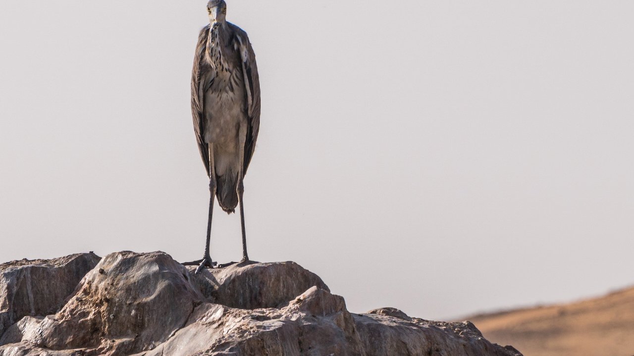 Bird perched against a bright sky