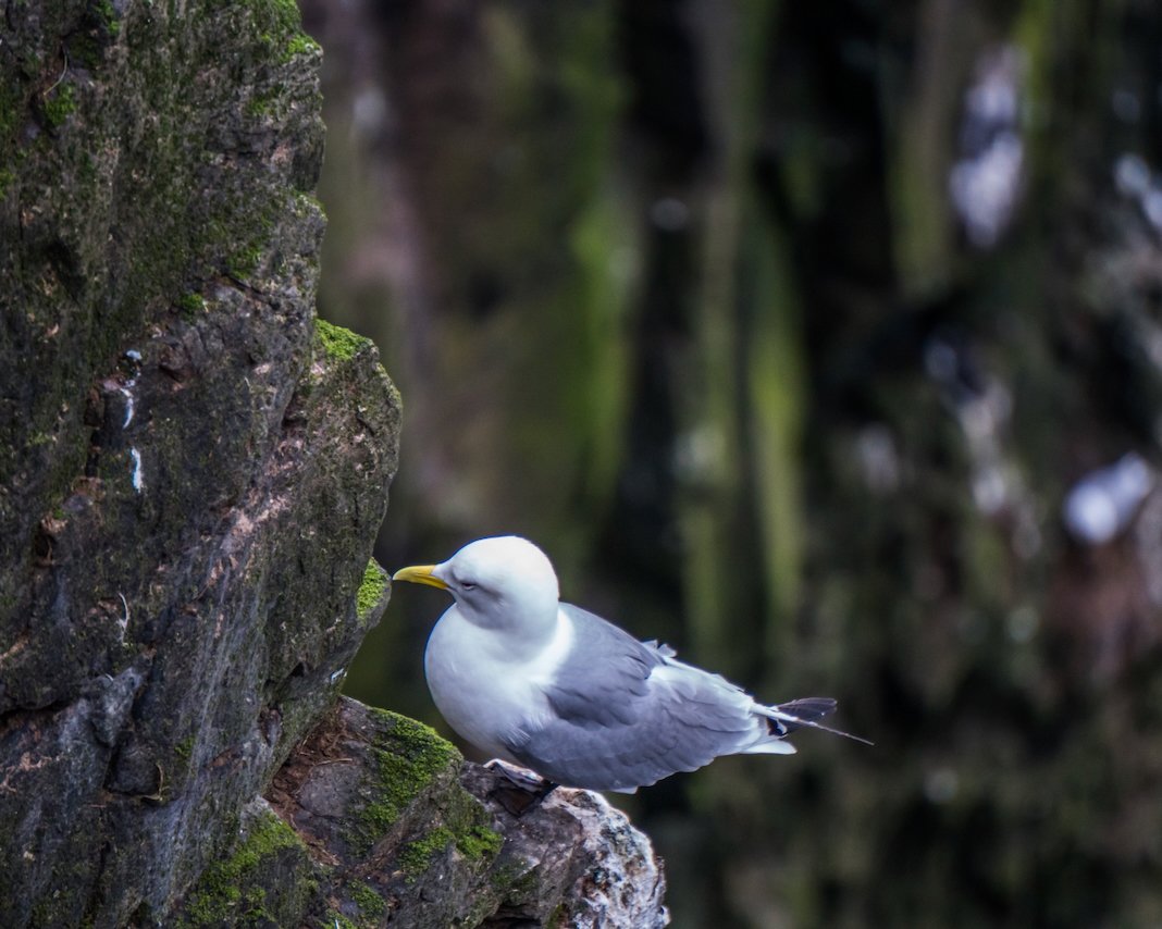 Bird on left branch, dark background