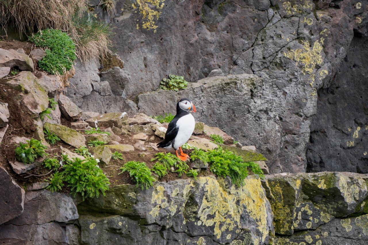 Small bird amid green foliage