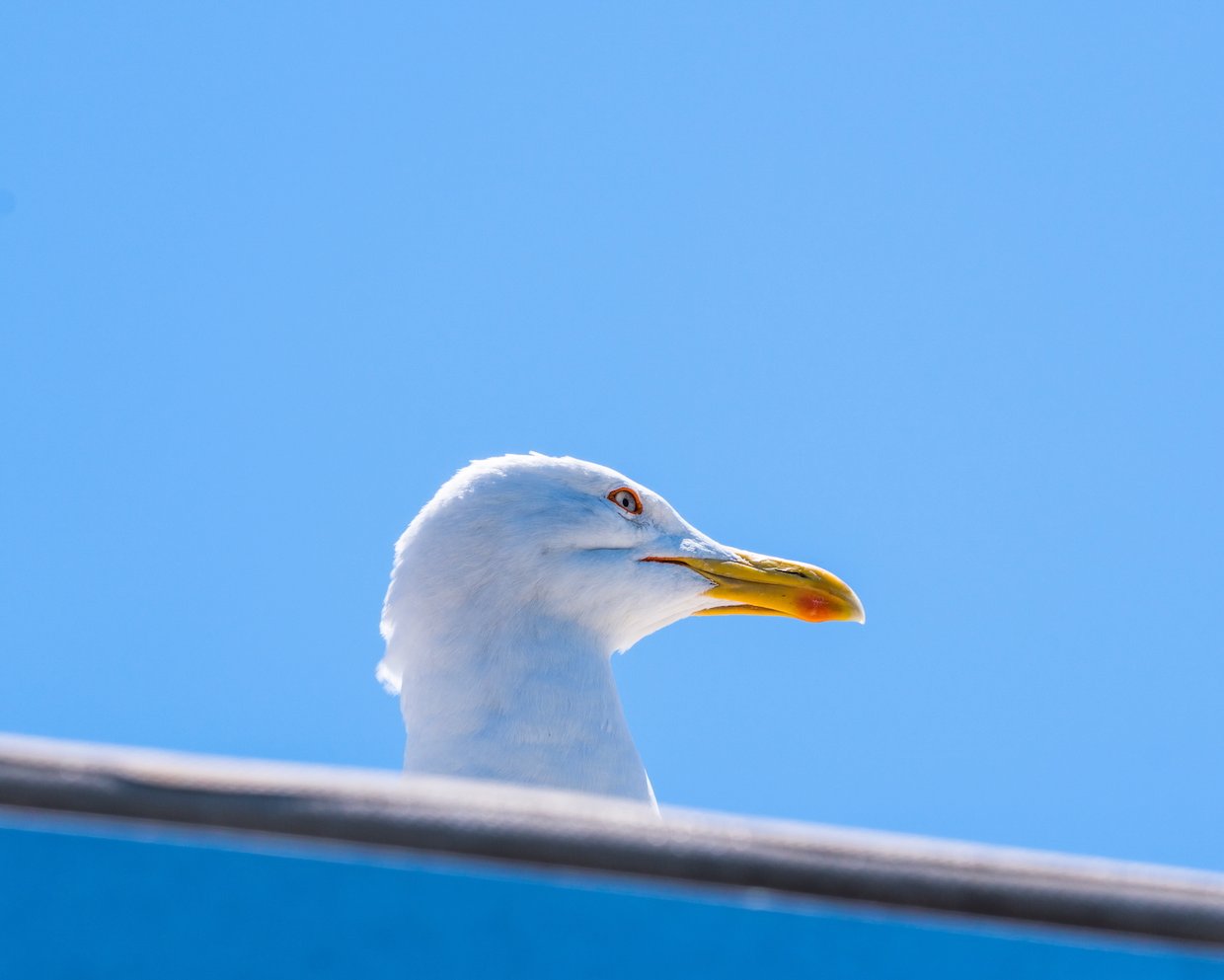Bird spreading wings over water