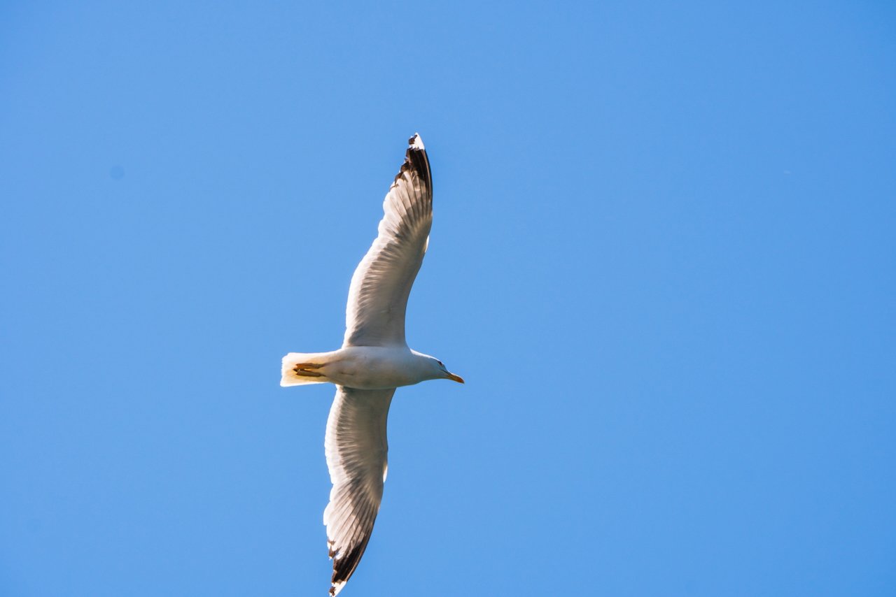 Wild bird captured in action