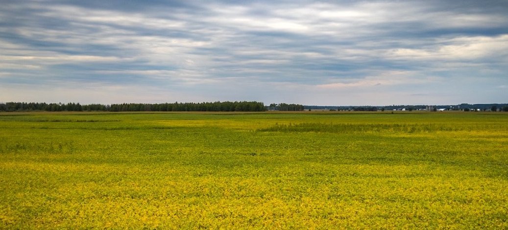 A vast golden field under a moody blue sky stretching into the horizon.