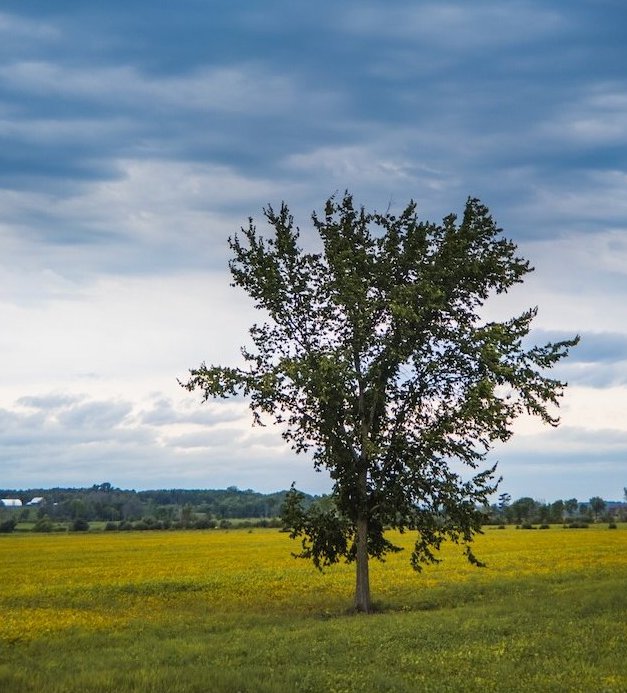 A lone tree standing in a golden field with a dramatic cloudy sky.