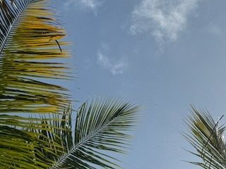 A circular skylight framing a tropical view with palm trees and blue sky.