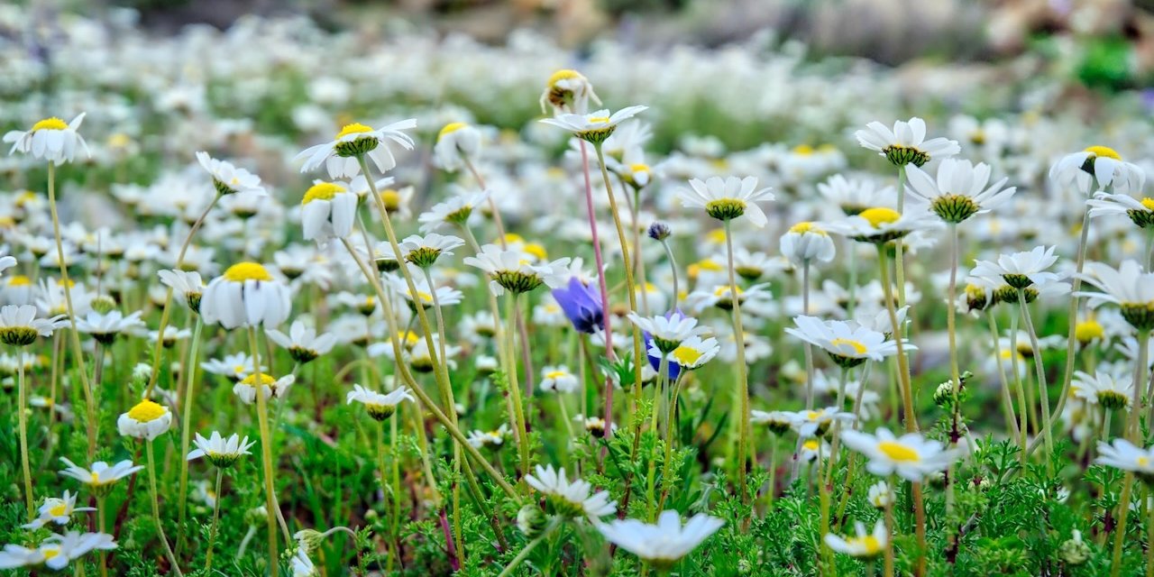 Field of white daisies with yellow centers and scattered purple flowers.