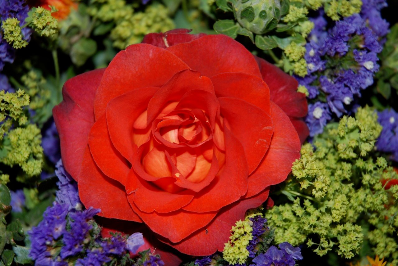Red rose surrounded by purple and green flowers.