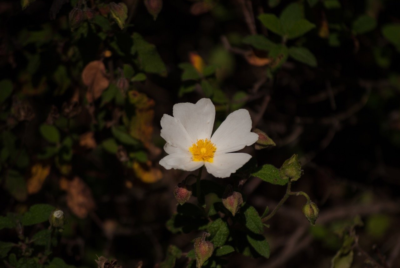 White rockrose flower with yellow center among green leaves.