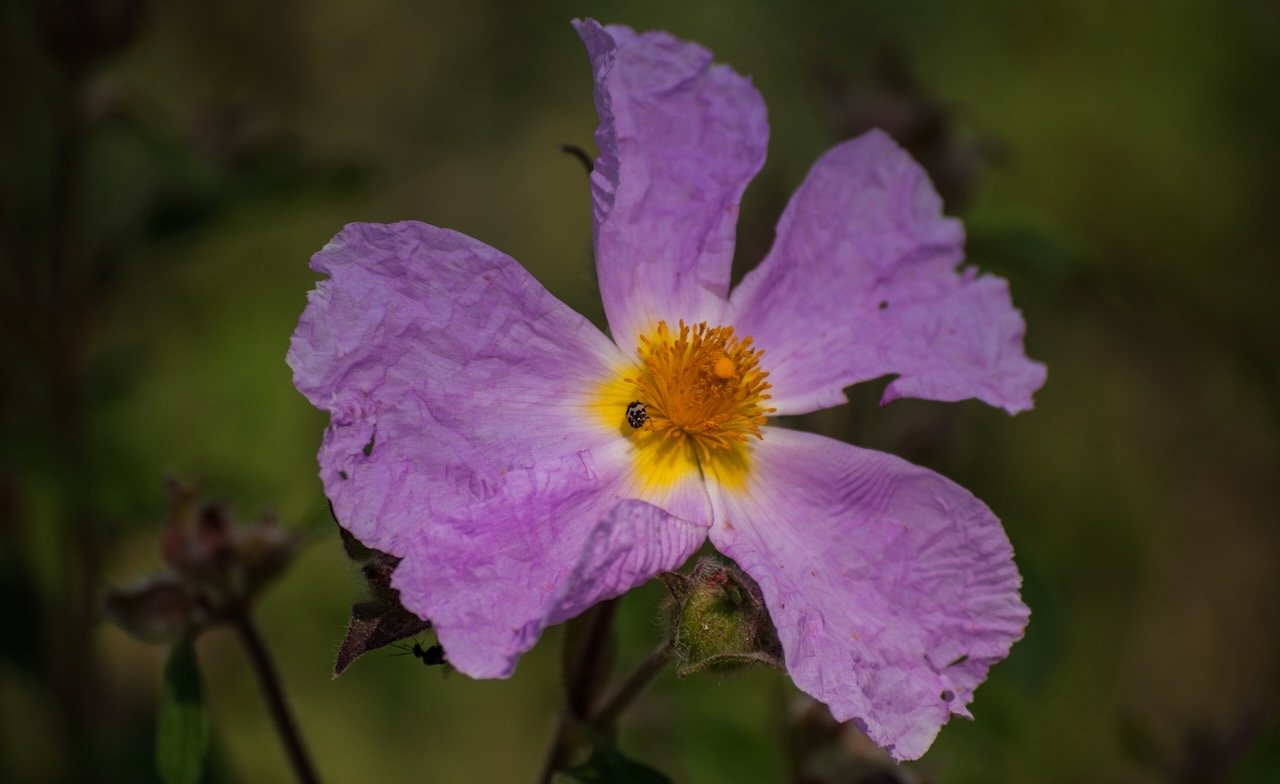 Purple flower with yellow center and small beetle on petal.