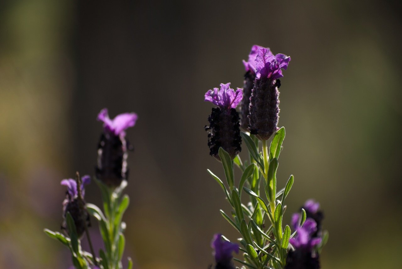 Purple lavender flowers in sunlight with blurred background.