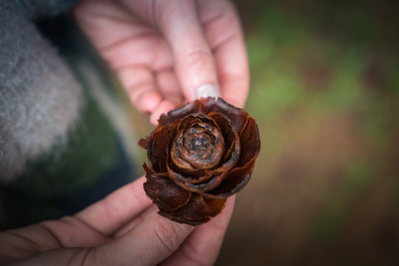 Close-up of hands holding a rose-like pine cone in a forest setting.