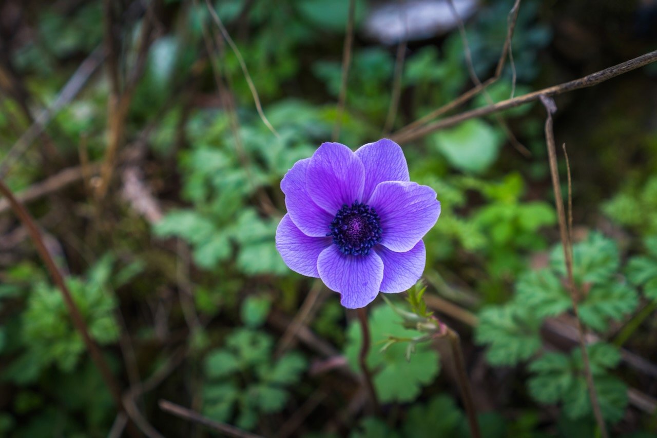 Purple anemone flower in natural setting with green foliage.
