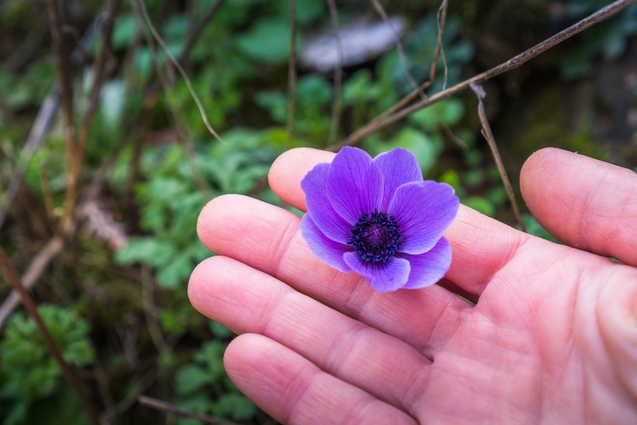 Purple flower in a person's hand in a natural setting.