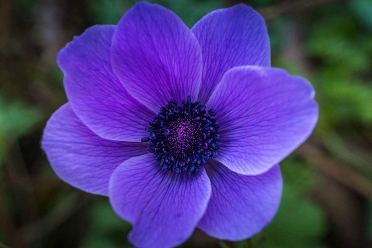 Vibrant purple anemone flower in full bloom.