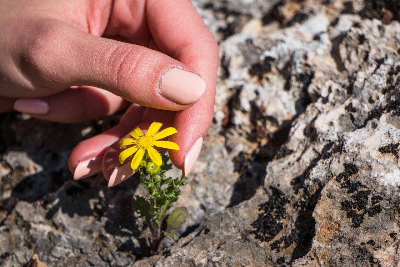 Hand touching a yellow flower growing between rocks.