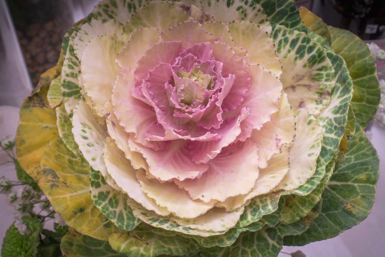 Ornamental cabbage with pink and green leaves.