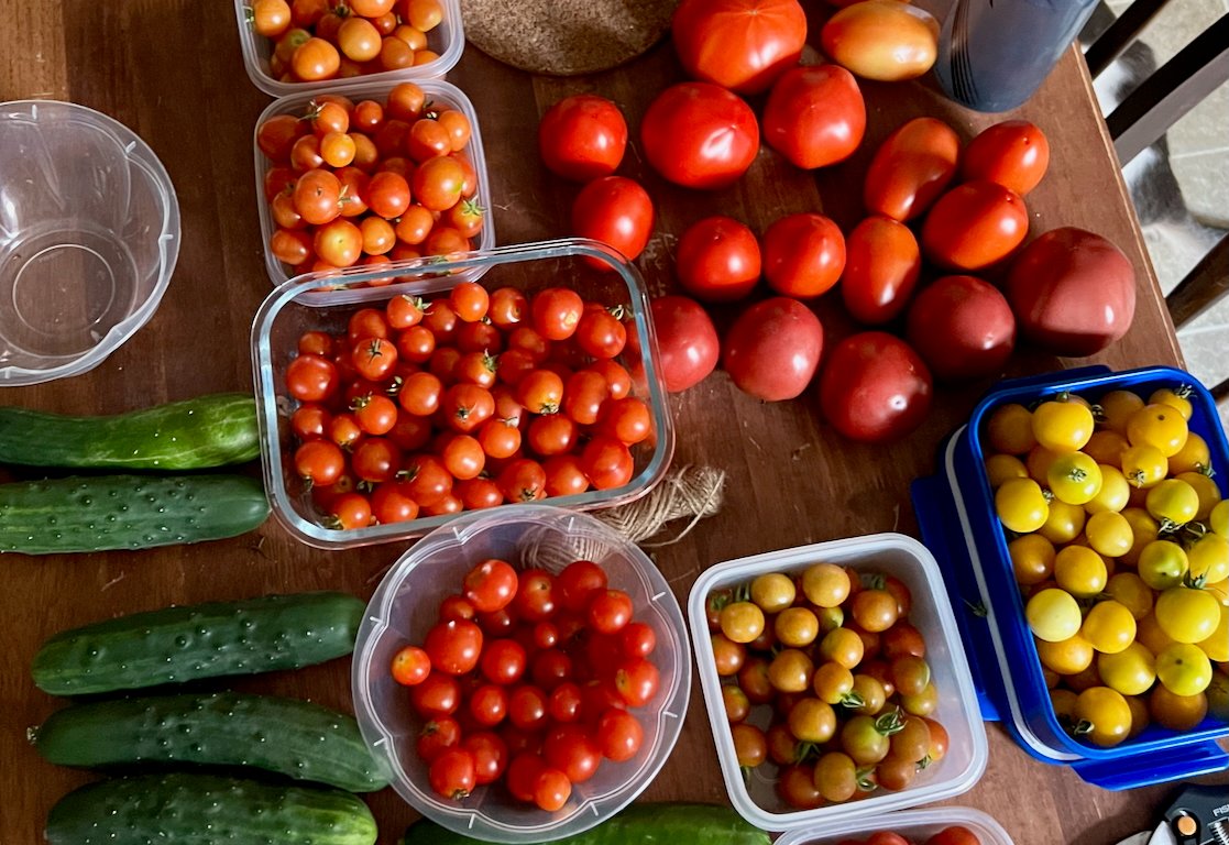 Colorful harvest of tomatoes and cucumbers spread on a wooden table