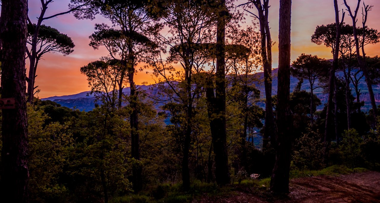 Sunset glow through tall pine forest with mountain silhouette