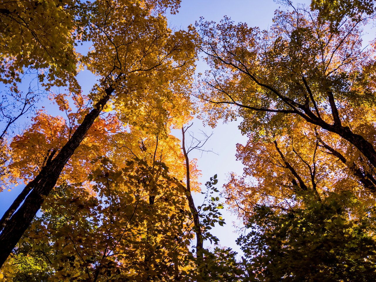 Colorful fall canopy with sunlight filtering through golden and orange leaves