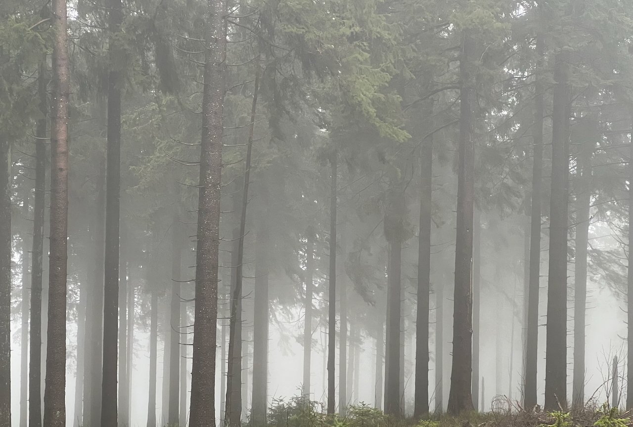 Moody fog forest with dense trunks and glowing mist