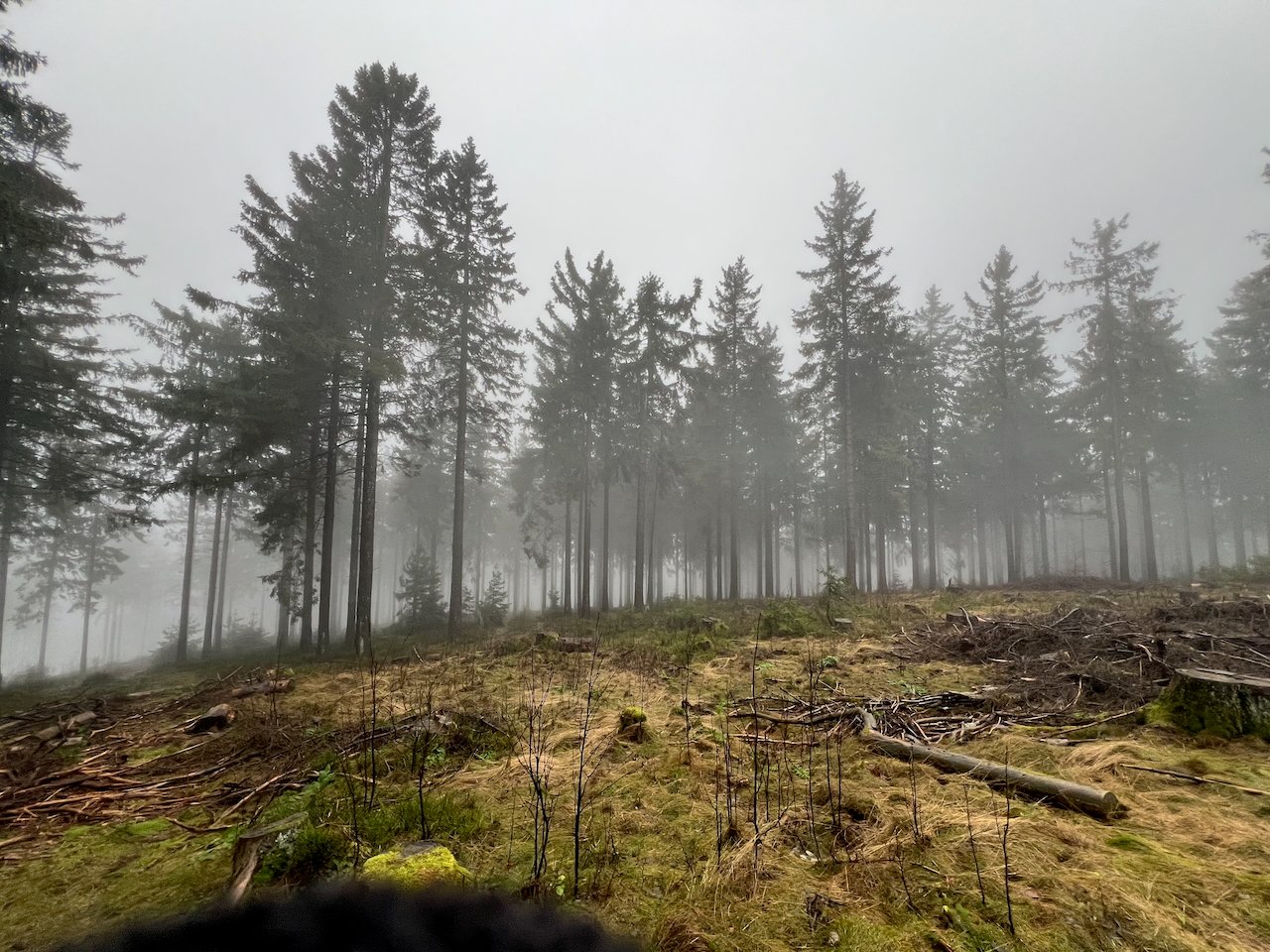 Foggy forest clearing with tree silhouettes in soft winter light