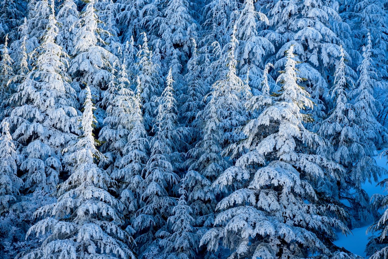 Dense winter forest with snow-covered trees in soft blue light