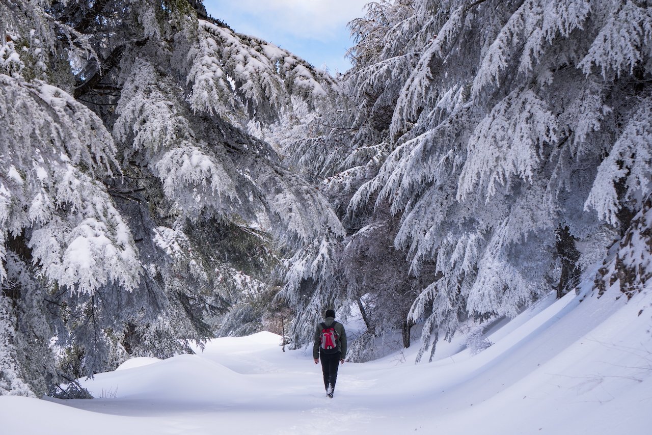 Person walking in snow-covered forest under heavy cedar branches
