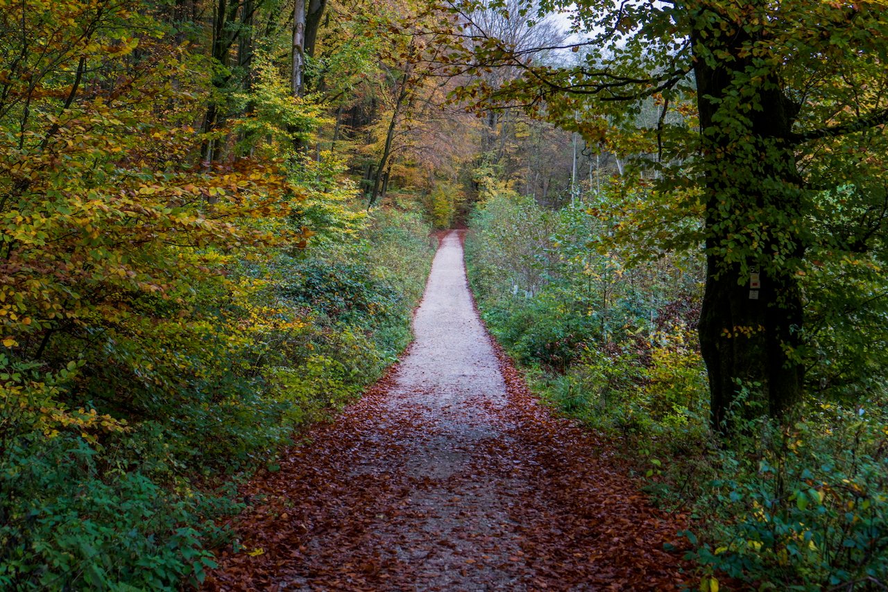 Autumn forest trail lined with colorful foliage and fallen leaves