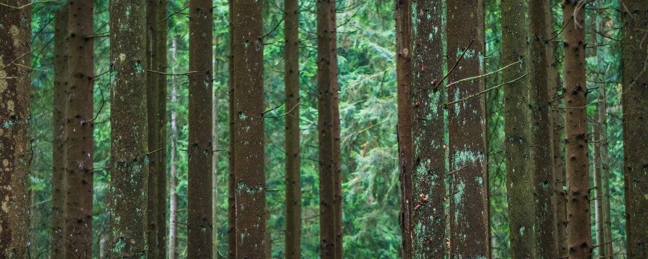 Close-up view of mossy pine tree trunks in dense green forest