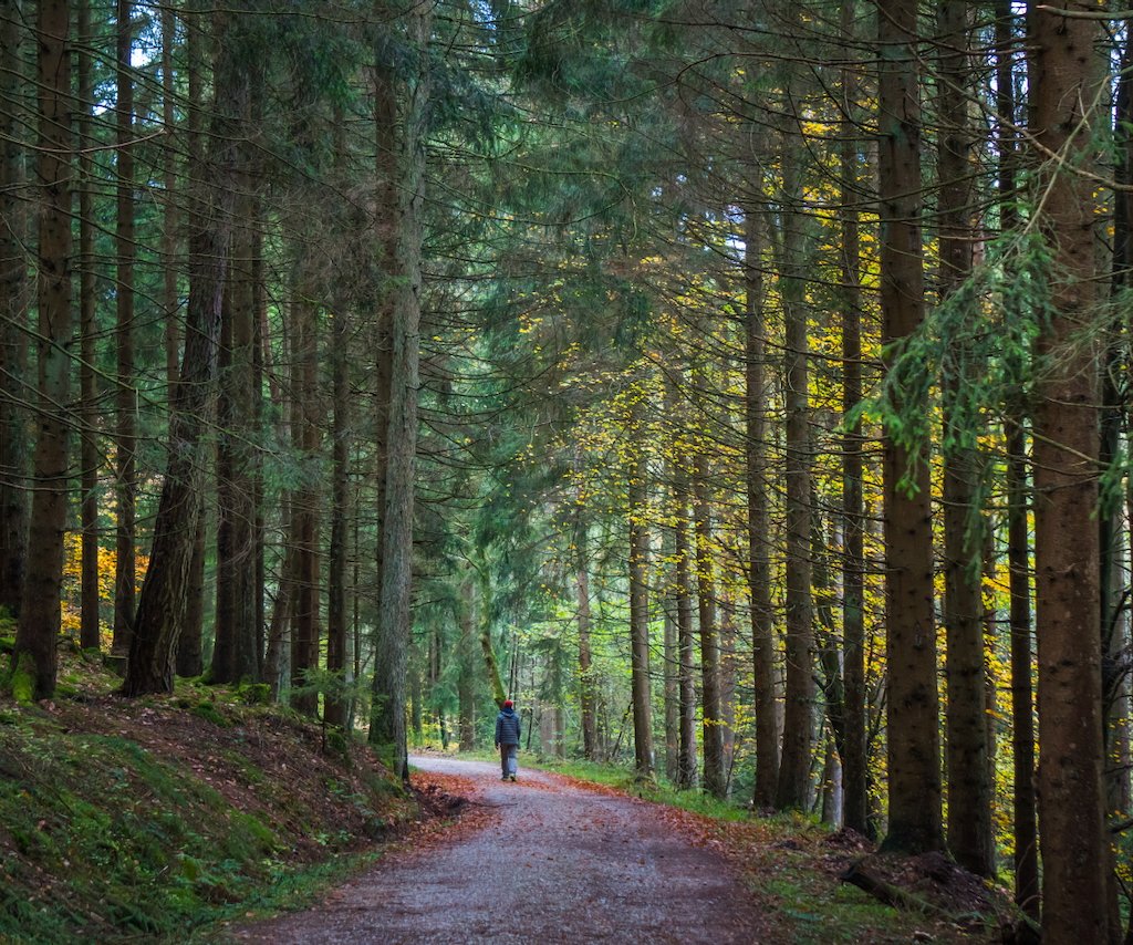 Person walking through forest path with golden light filtering through trees