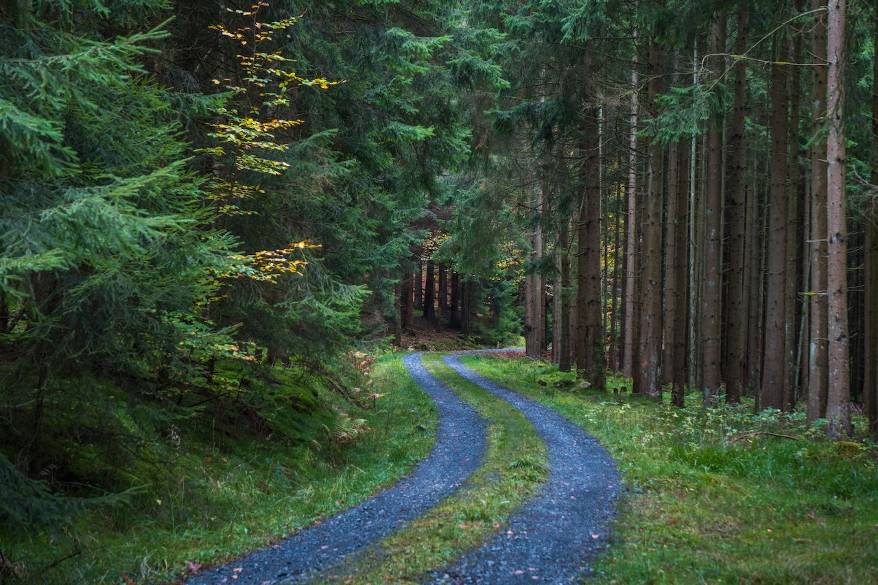 Winding forest trail curving between coniferous trees in early autumn