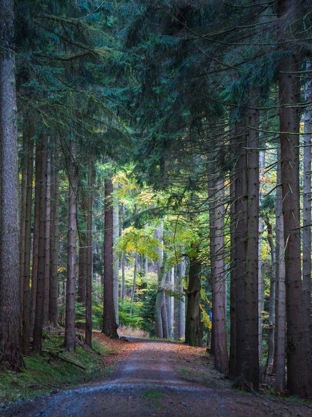 Balanced view down a forest path with autumn light and tree textures