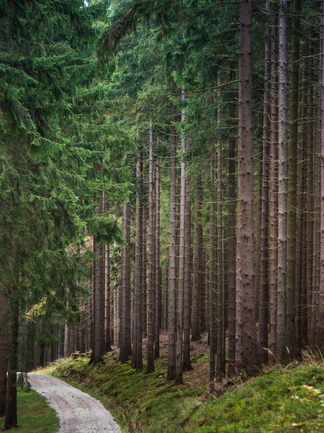 Tall vertical forest with winding gravel trail disappearing into trees