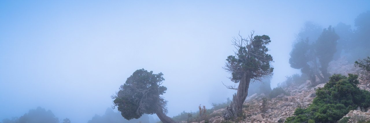 Twisted trees on rocky mountain slope in dense blue fog