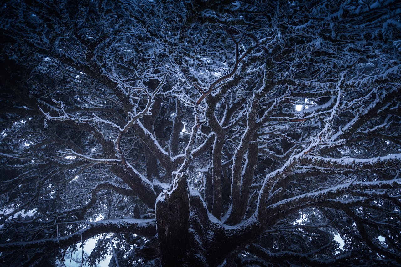 Snow-covered cedar tree branches in dramatic winter night lighting