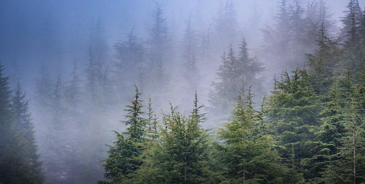 Foggy cedar forest with soft gradients of blue and green