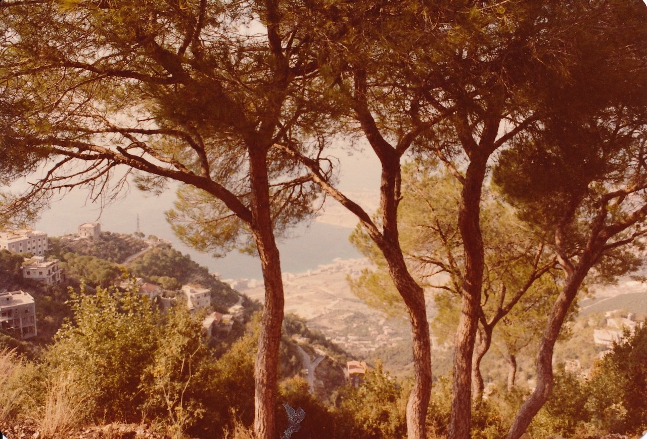 Scenic view from a hillside with pine trees overlooking a coastline and residential buildings in the distance.