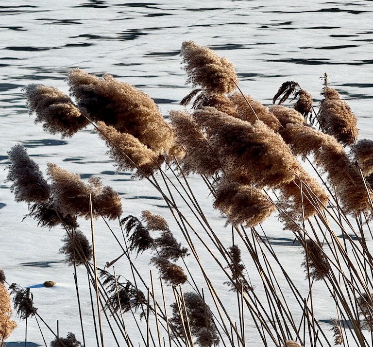 Closeup of fluffy reeds swaying by the snowy lake