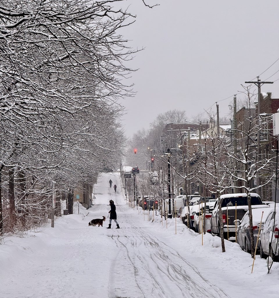 Snowy residential street with person walking dog under snow-covered trees